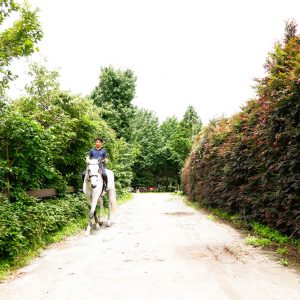 サムネイル: 馬の散歩道2