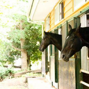 サムネイル: 第一厩舎所属馬